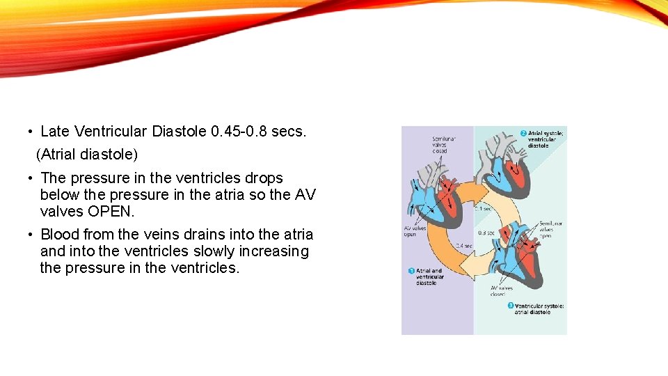  • Late Ventricular Diastole 0. 45 -0. 8 secs. (Atrial diastole) • The