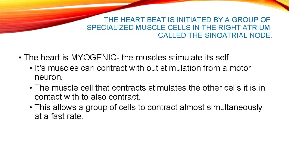 THE HEART BEAT IS INITIATED BY A GROUP OF SPECIALIZED MUSCLE CELLS IN THE