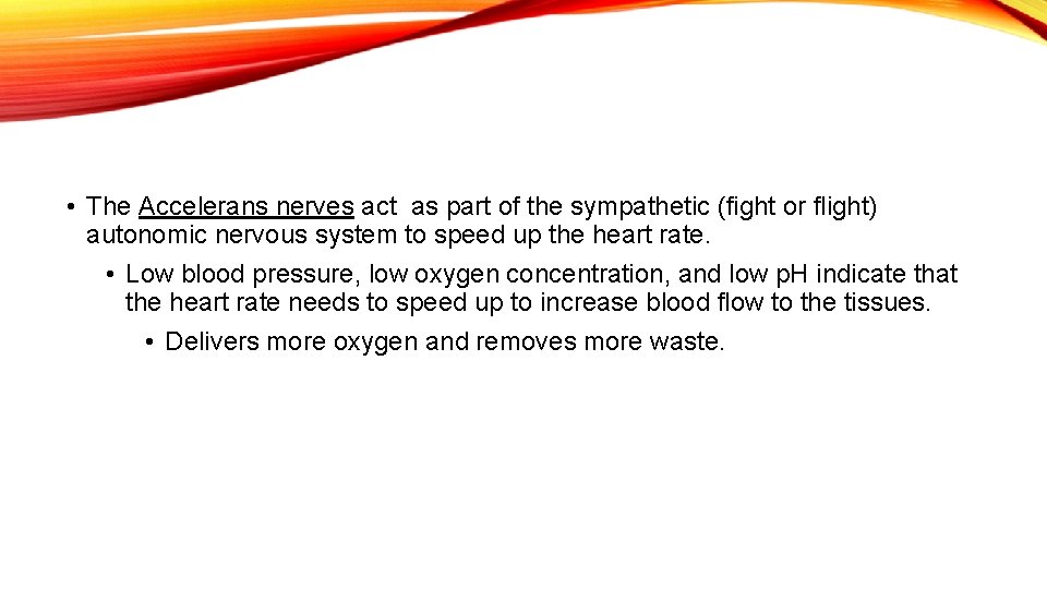  • The Accelerans nerves act as part of the sympathetic (fight or flight)