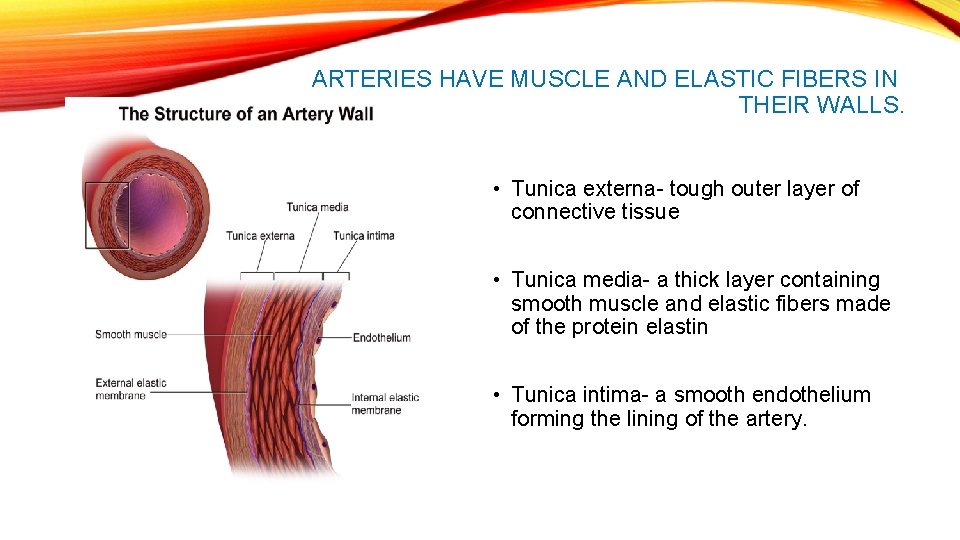 ARTERIES HAVE MUSCLE AND ELASTIC FIBERS IN THEIR WALLS. • Tunica externa- tough outer