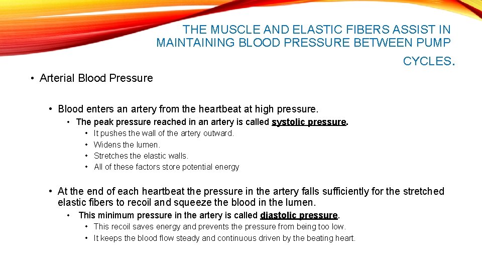 THE MUSCLE AND ELASTIC FIBERS ASSIST IN MAINTAINING BLOOD PRESSURE BETWEEN PUMP CYCLES. •