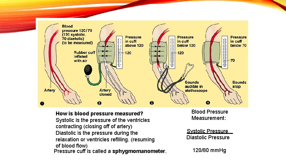 How is blood pressure measured? Systolic is the pressure of the ventricles contracting (closing