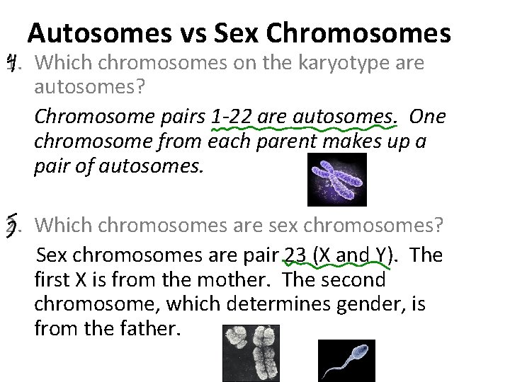 Autosomes vs Sex Chromosomes 1. Which chromosomes on the karyotype are autosomes? Chromosome pairs
