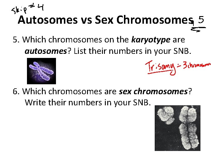 Autosomes vs Sex Chromosomes 5. Which chromosomes on the karyotype are autosomes? List their