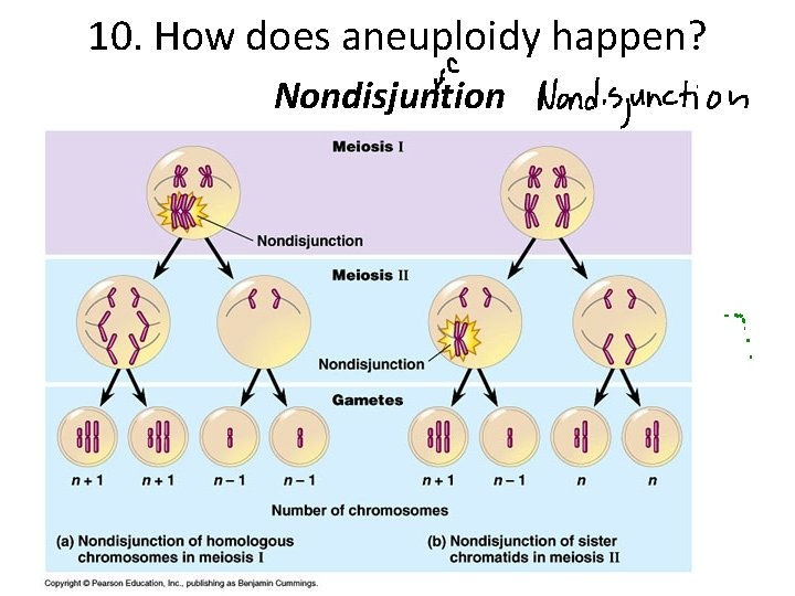 10. How does aneuploidy happen? Nondisjuntion 