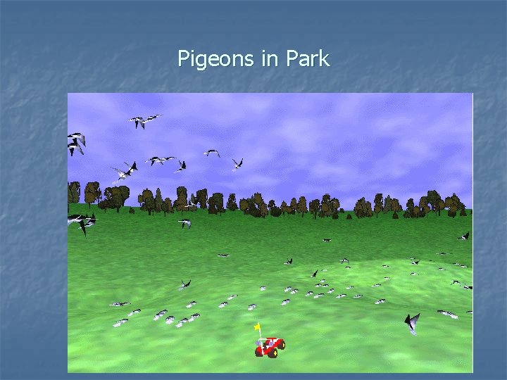Pigeons in Park 