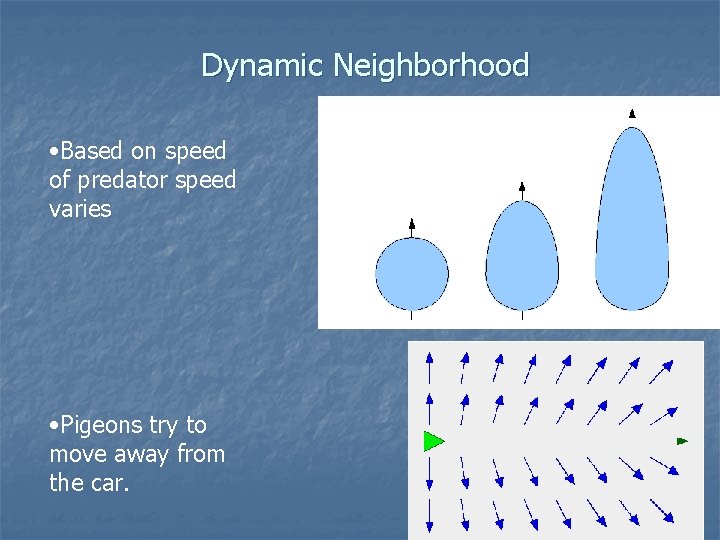 Dynamic Neighborhood • Based on speed of predator speed varies • Pigeons try to
