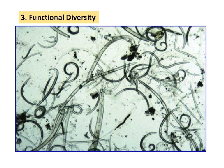 3. Functional Diversity 