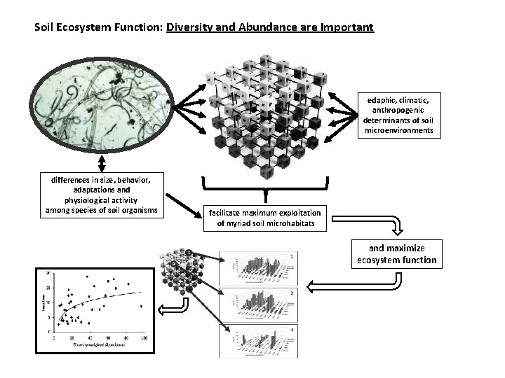 Soil Ecosystem Function: Diversity and Abundance are Important edaphic, climatic, anthropogenic determinants of soil