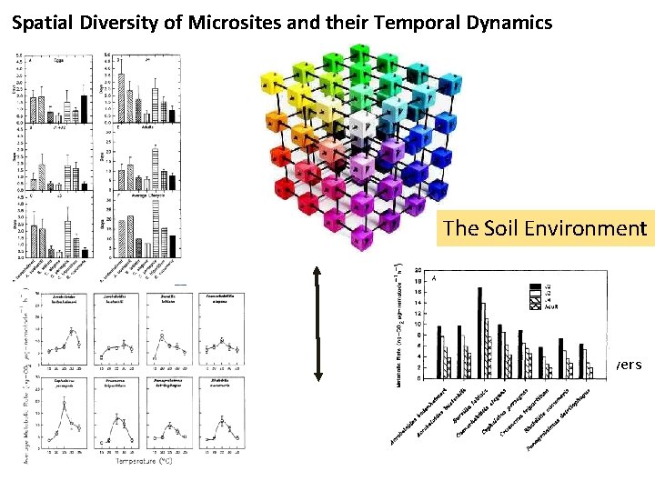 Spatial Diversity of Microsites and their Temporal Dynamics gradient drivers: temperature moisture aeration organic