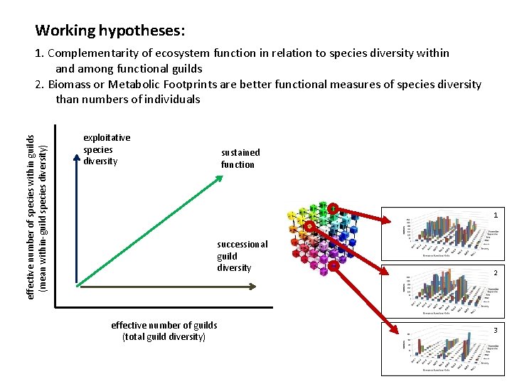 Working hypotheses: effective number of species within guilds (mean within-guild species diversity) 1. Complementarity