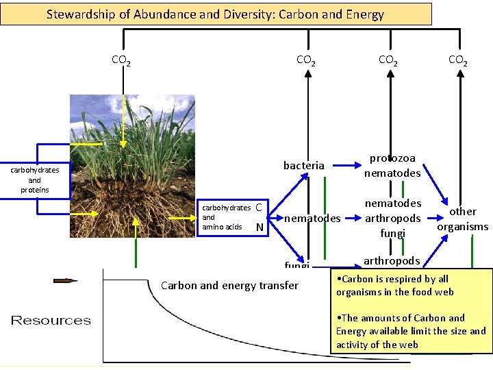 Stewardship of Abundance and Diversity: Carbon and Energy CO 2 carbohydrates and proteins carbohydrates