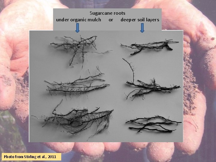 Sugarcane roots under organic mulch or deeper soil layers Photo from Stirling et al.