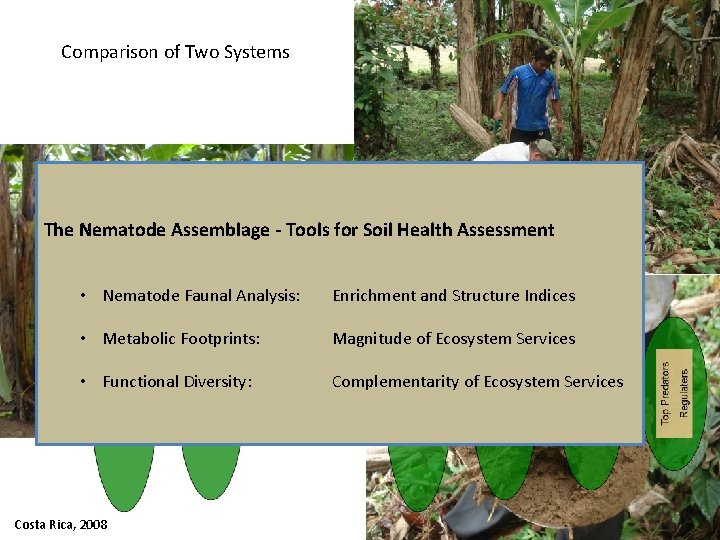 Comparison of Two Systems The Nematode Assemblage - Tools for Soil Health Assessment •