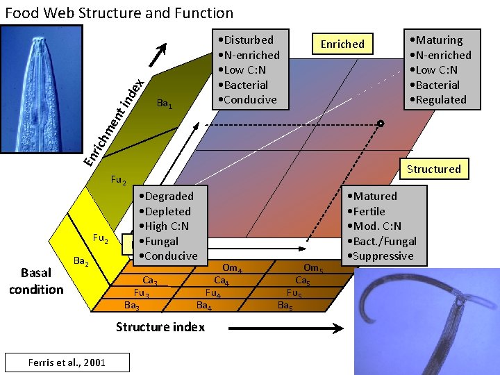 Food Web Structure and Function Ba 1 Enriched • Maturing • N-enriched • Low