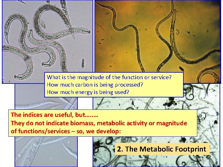 What is the magnitude of the function or service? How much carbon is being