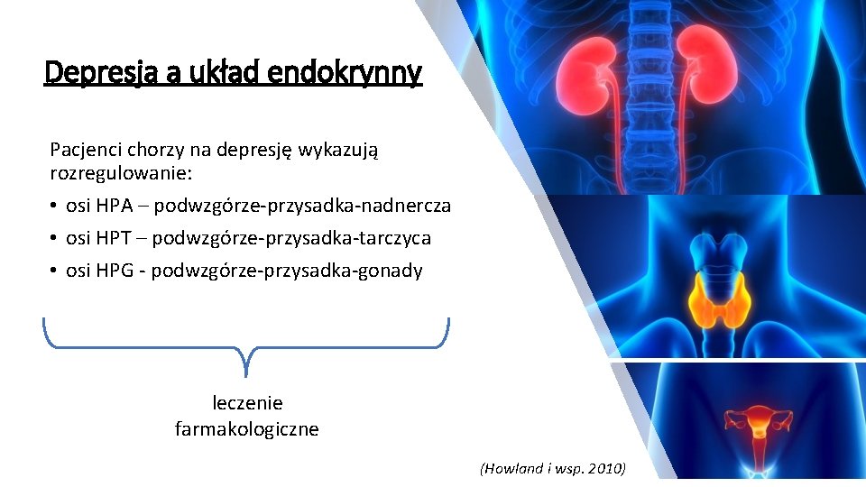 Depresja a układ endokrynny Pacjenci chorzy na depresję wykazują rozregulowanie: • osi HPA –