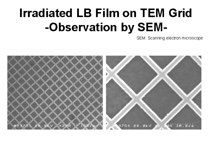 Irradiated LB Film on TEM Grid -Observation by SEMSEM: Scanning electron microscope 