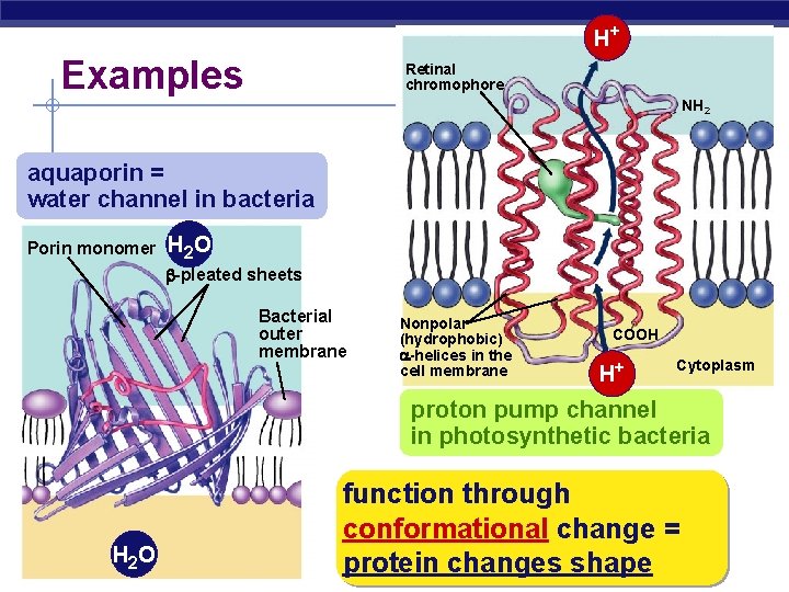 H+ H+ Examples Retinal chromophore NH 2 aquaporin = water channel in bacteria Porin