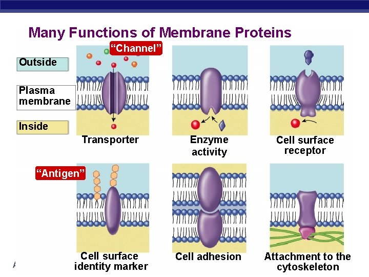 Many Functions of Membrane Proteins “Channel” Outside Plasma membrane Inside Transporter Enzyme activity Cell