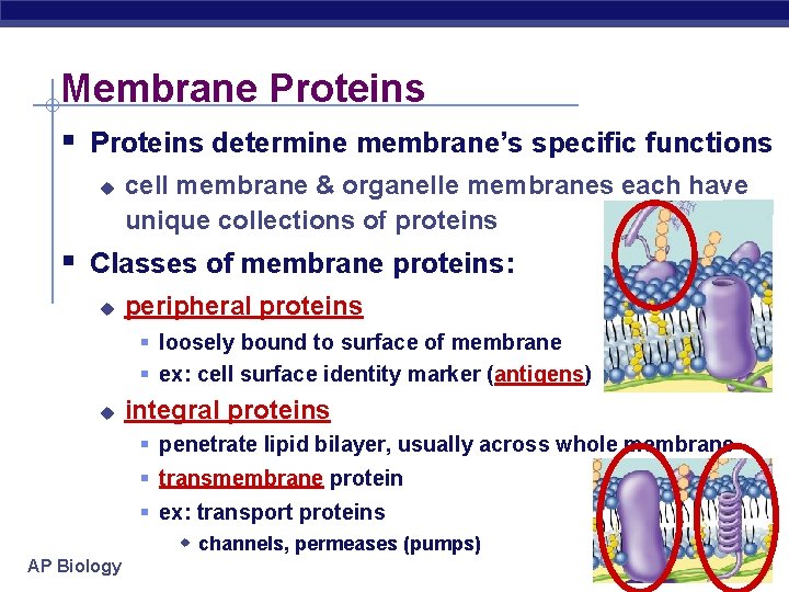 Membrane Proteins § Proteins determine membrane’s specific functions u cell membrane & organelle membranes