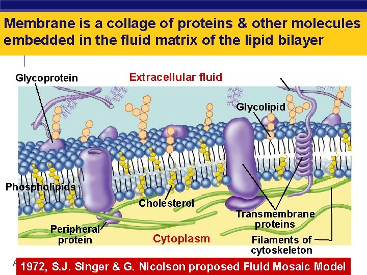 Membrane is a collage of proteins & other molecules embedded in the fluid matrix