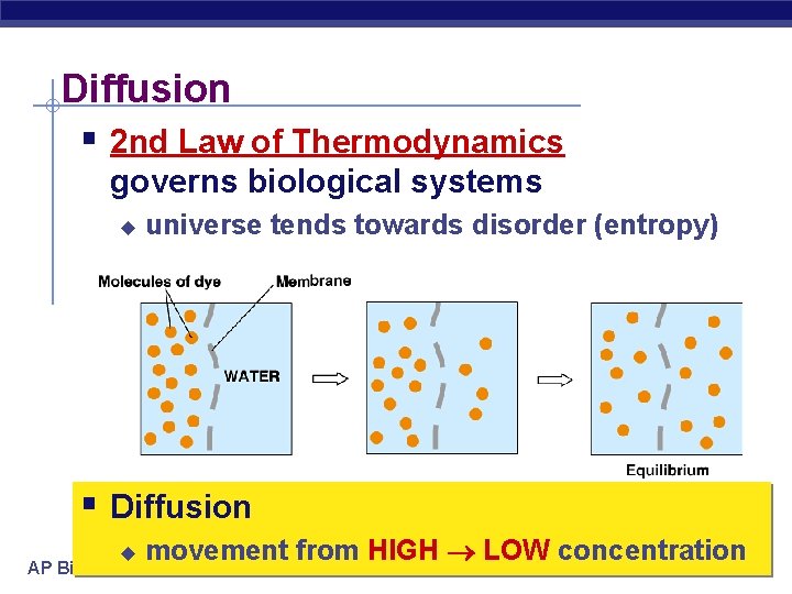 Diffusion § 2 nd Law of Thermodynamics governs biological systems u universe tends towards