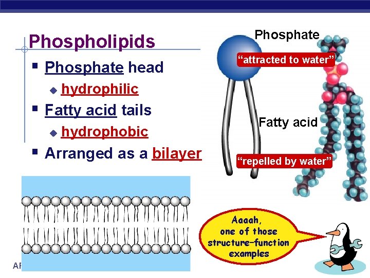 Phospholipids § Phosphate head u “attracted to water” hydrophilic § Fatty acid tails u