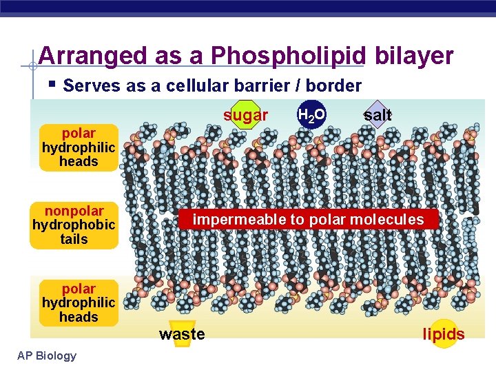 Arranged as a Phospholipid bilayer § Serves as a cellular barrier / border sugar