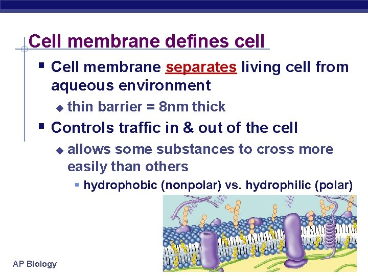 Cell membrane defines cell § Cell membrane separates living cell from aqueous environment u