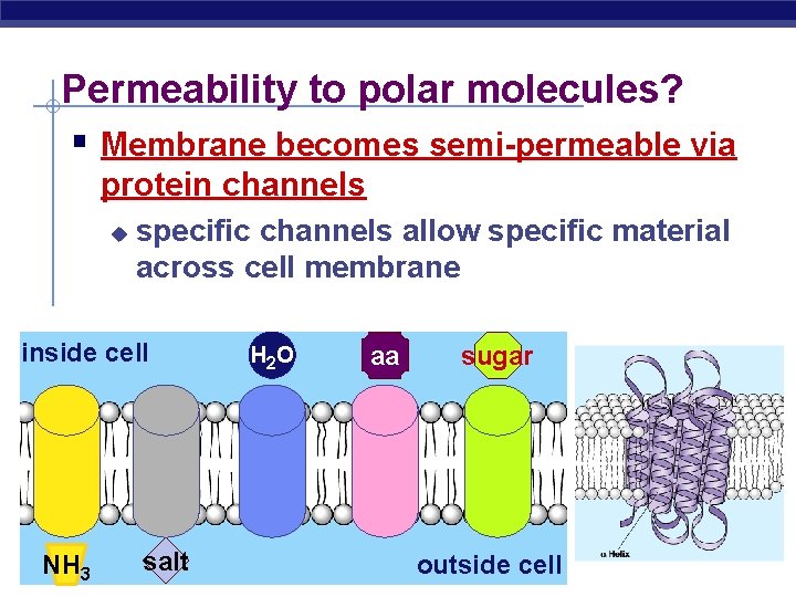 Permeability to polar molecules? § Membrane becomes semi-permeable via protein channels u specific channels