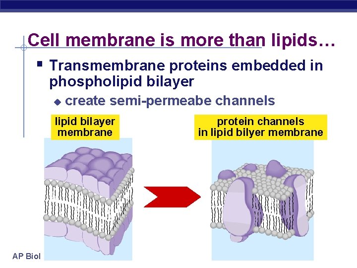 Cell membrane is more than lipids… § Transmembrane proteins embedded in phospholipid bilayer u