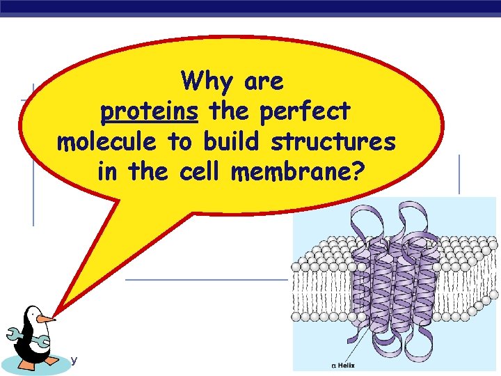 Why are proteins the perfect molecule to build structures in the cell membrane? AP