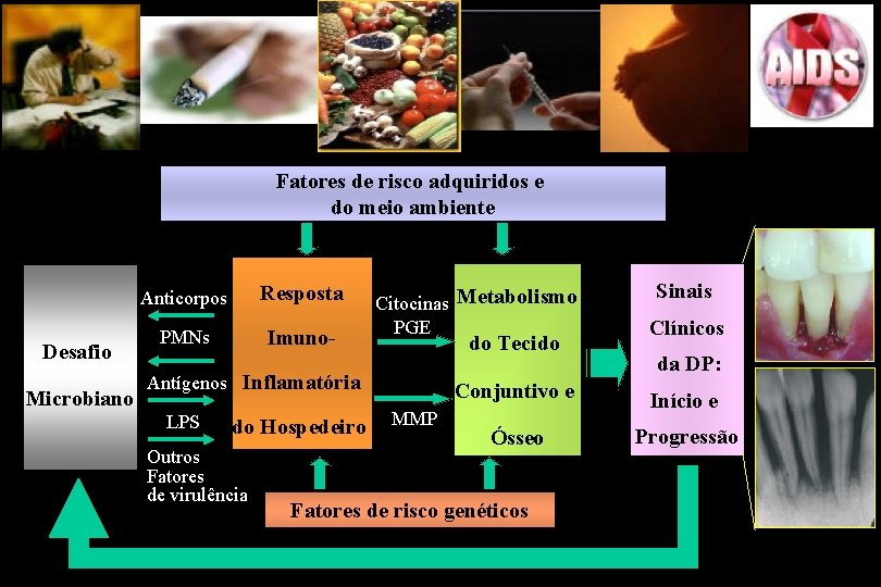 Fatores de risco adquiridos e do meio ambiente Desafio Microbiano Anticorpos Resposta PMNs Imuno-