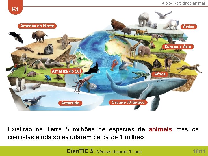 A biodiversidade animal K 1 América do Norte Ártico Europa e Ásia América do