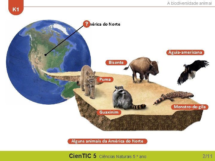 A biodiversidade animal K 1 América do Norte ? Águia-americana Bisonte Puma Guaxinim Monstro-de-gila