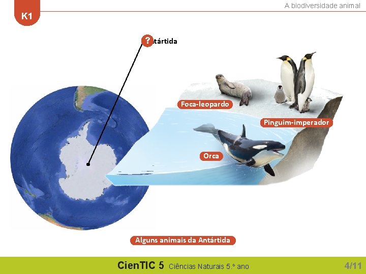A biodiversidade animal K 1 Antártida ? Foca-leopardo Pinguim-imperador Orca Alguns animais da Antártida
