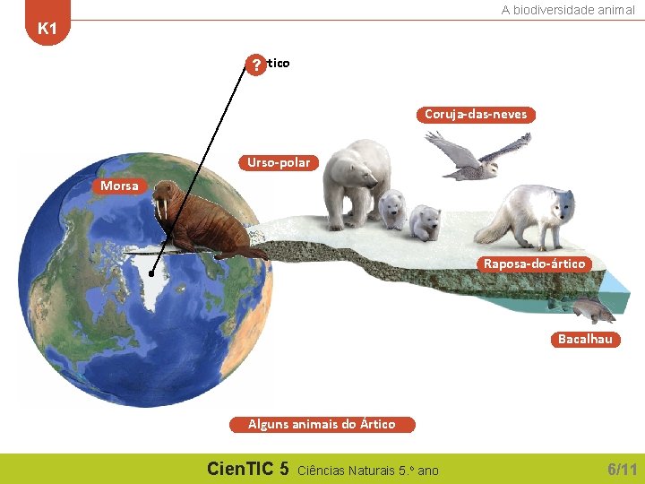 A biodiversidade animal K 1 ? Ártico Coruja-das-neves Urso-polar Morsa Raposa-do-ártico Bacalhau Alguns animais