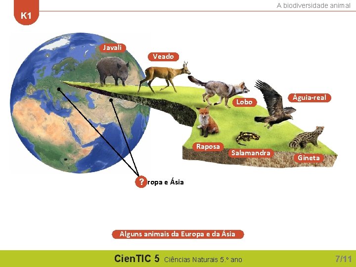 A biodiversidade animal K 1 Javali Veado Lobo Raposa Salamandra Águia-real Gineta Europa e