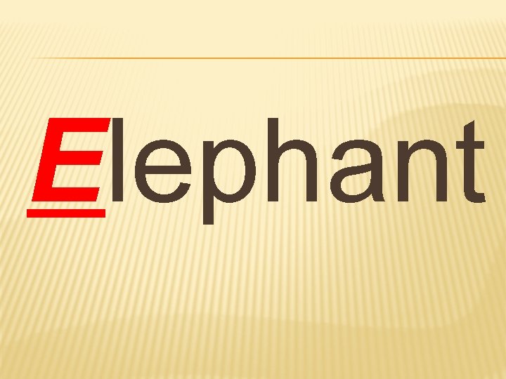 Elephant Elephant