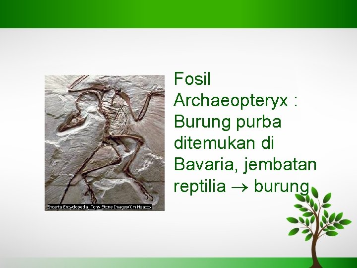 Fosil Archaeopteryx : Burung purba ditemukan di Bavaria, jembatan reptilia burung 