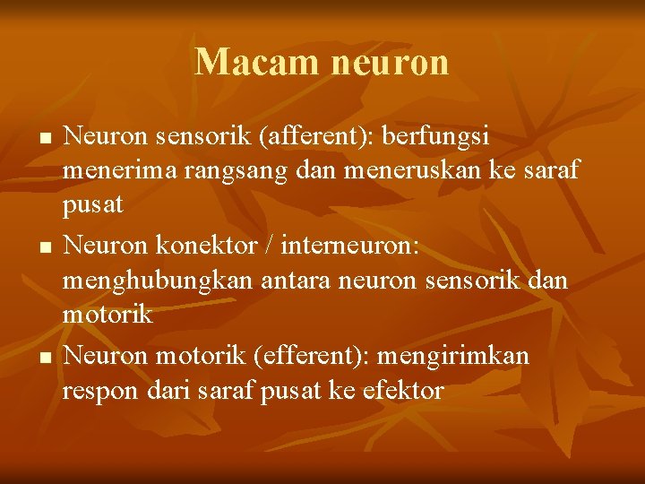 Macam neuron n Neuron sensorik (afferent): berfungsi menerima rangsang dan meneruskan ke saraf pusat
