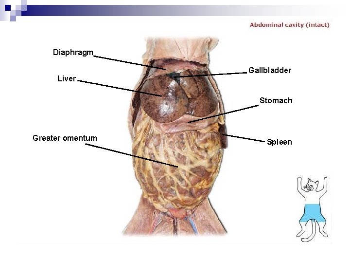 Diaphragm Gallbladder Liver Stomach Greater omentum Spleen 