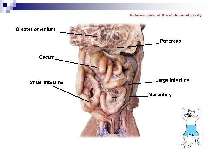 Greater omentum Pancreas Cecum Small intestine Large intestine Mesentery 