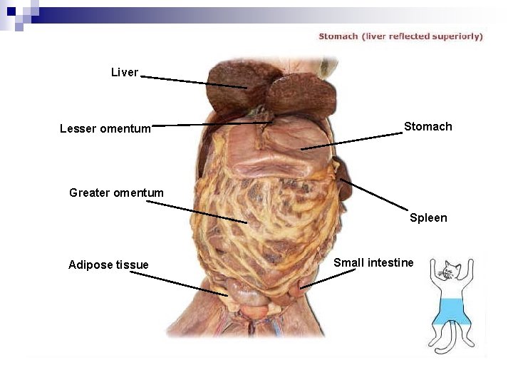 Liver Lesser omentum Stomach Greater omentum Spleen Adipose tissue Small intestine 
