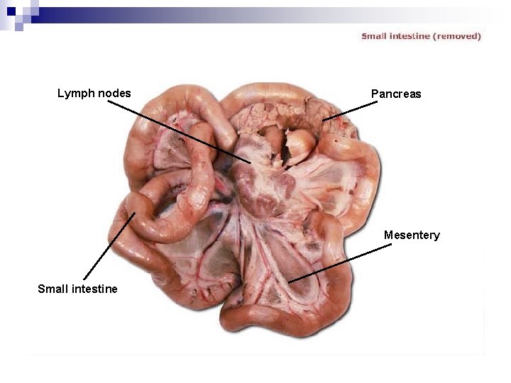 Lymph nodes Pancreas Mesentery Small intestine 