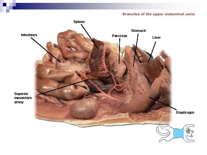 Spleen Stomach Intestines Pancreas Liver Superior mesenteric artery Diaphragm 