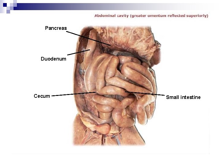 Pancreas Duodenum Cecum Small intestine 