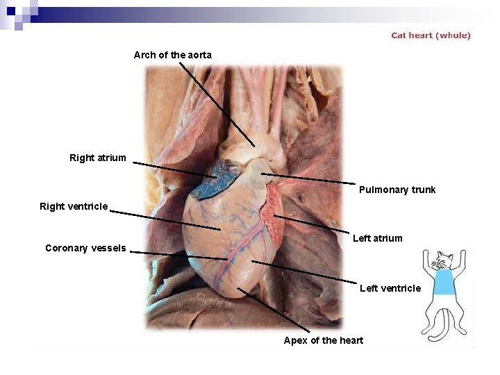 Arch of the aorta Right atrium Pulmonary trunk Right ventricle Coronary vessels Left atrium