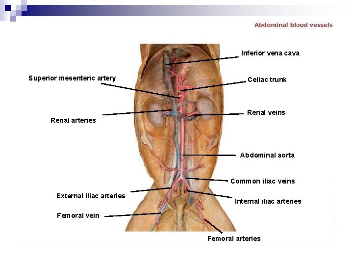 Inferior vena cava Superior mesenteric artery Celiac trunk Renal veins Renal arteries Abdominal aorta